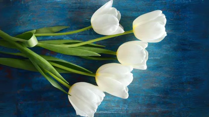 Hình ảnh hoa Tulip trắng tuyệt đẹp
