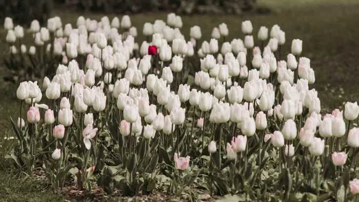 Hình ảnh hoa Tulip trắng tuyệt đẹp