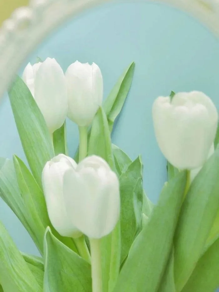 100+ hình nền hoa tulip Full HD 4K cực trang nhã thanh lịch | Yody