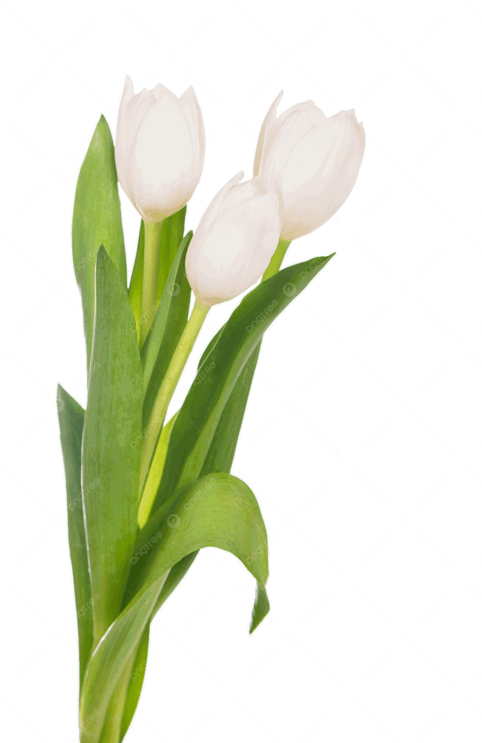 Hình ảnh Hoa Tulip Trắng Bị Cô Lập Trên Nền Trắng đẹp PNG , Nền Trắng, Mùa  Hè, Lá Cây PNG trong suốt và Vector để tải xuống miễn phí