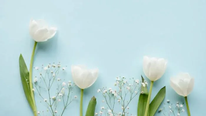 Hình nền hoa tulip: Tổng hợp các mẫu hình đẹp và nên thơ nhất