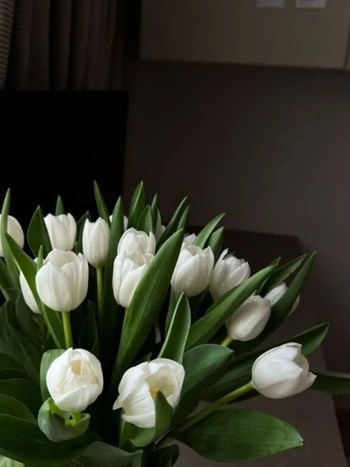 100+ hình nền hoa tulip Full HD 4K cực trang nhã thanh lịch | Yody