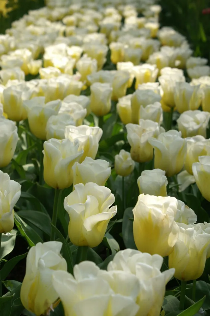 hình ảnh : thiên nhiên, thực vật, trắng, Cánh hoa, Tulip, Mùa xuân, màu  vàng, Holland, nước Hà Lan, hình nền, Hoa tulip, Trồng hoa, Keukenhof, thực  vật có hoa, Ruộng hoa