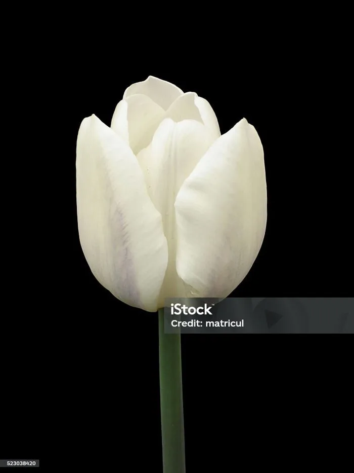 Một Bông Hoa Tulip Trắng Trên Nền Đen Hình ảnh Sẵn có - Tải xuống Hình ảnh  Ngay bây giờ - Cắt ra, Không có người - Số người, Màu trắng - iStock