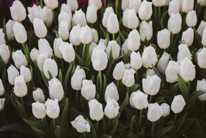 Hình nền hoa tulip nhiều màu, cực đẹp cho điện thoại và máy tính