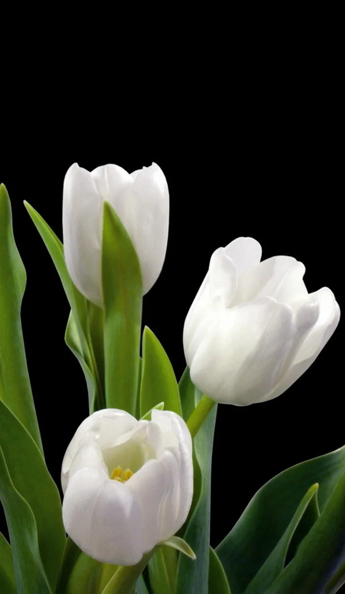 50+ hình nền hoa tulip cho điện thoại đẹp & ý nghĩa (Full-HD, 4K)