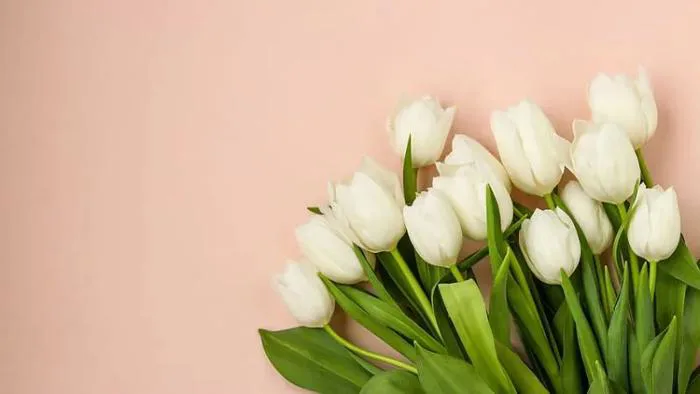 Hình nền hoa tulip: Tổng hợp các mẫu hình đẹp và nên thơ nhất