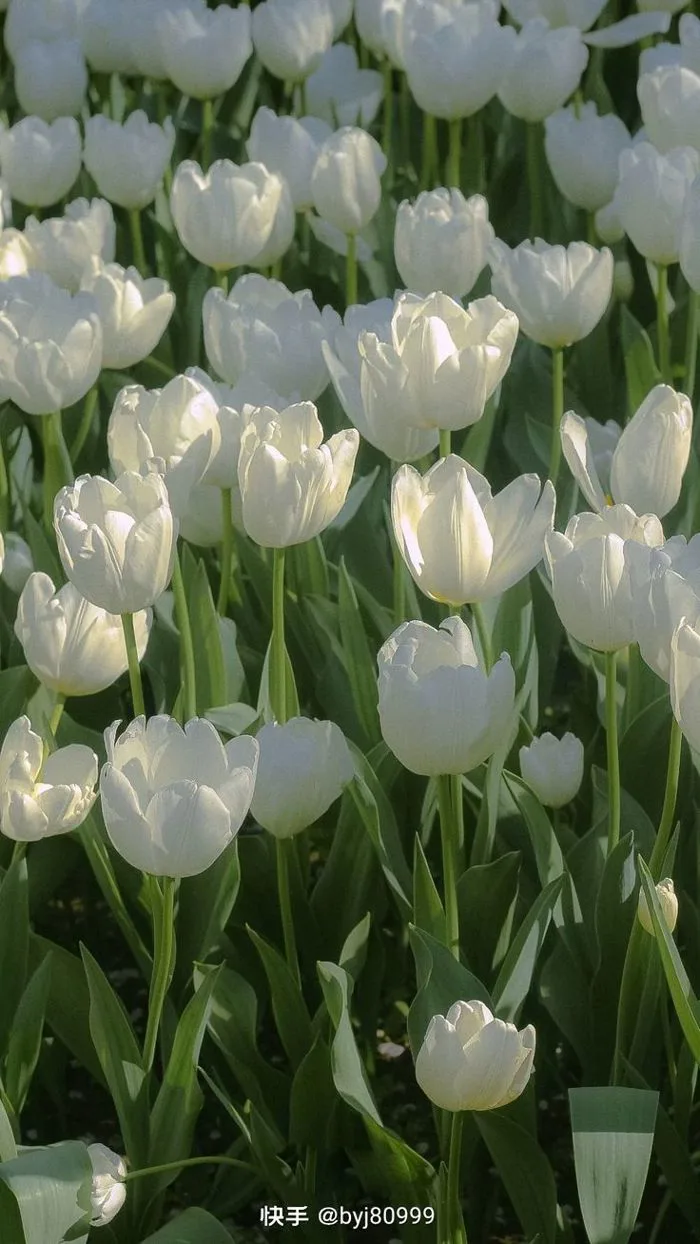 26 1001+ ảnh hoa tulip chất lượng cao full HD+ ý tưởng | hoa tulip, hình  nền hoa, nhiếp ảnh về cái đẹp