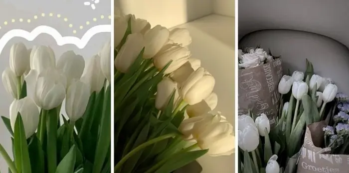 Tổng hợp hình nền hoa tulip trắng thanh khiết đẹp nhất cho điện thoại