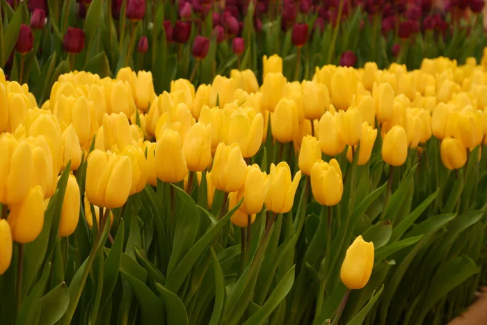 hình ảnh : Hoa tulip, đẹp, thực vật có hoa, Cánh hoa, Tulip, màu vàng, thực  vật, Lá, Thực vật học, Mùa xuân, đồng cỏ, Thân cây, Trồng trọt, Chồi, Lily  family,