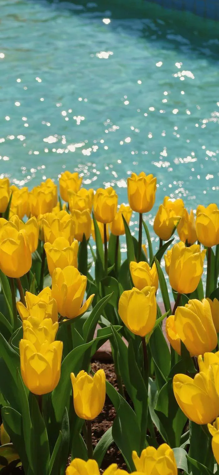 Yellow Tulips in Full Bloom | Hoa tulip vàng, Hình nền hoa tulip, Hoa tulip  đẹp