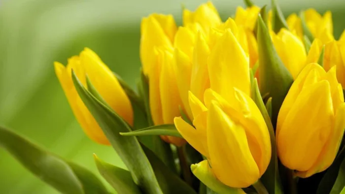 Hoa Tulip Vàng: Tìm hiểu ý nghĩa đặc điểm cách trồng và cách chăm sóc