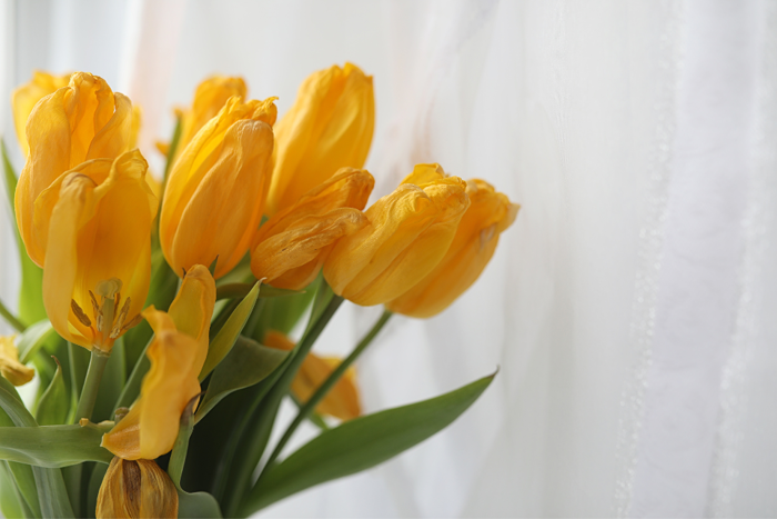 Hình nền hoa tulip nhiều màu, cực đẹp cho điện thoại và máy tính