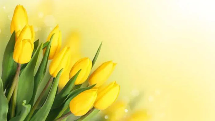Hình nền hoa tulip: Tổng hợp các mẫu hình đẹp và nên thơ nhất