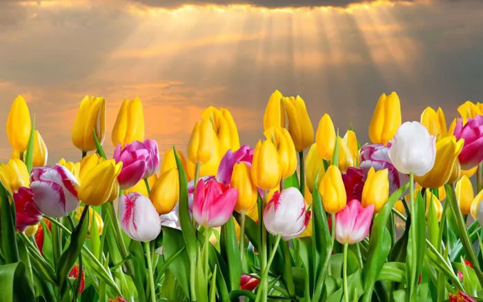 Tổng Hợp Hình Nền Hoa Tulip đẹp Nhất Năm 2025