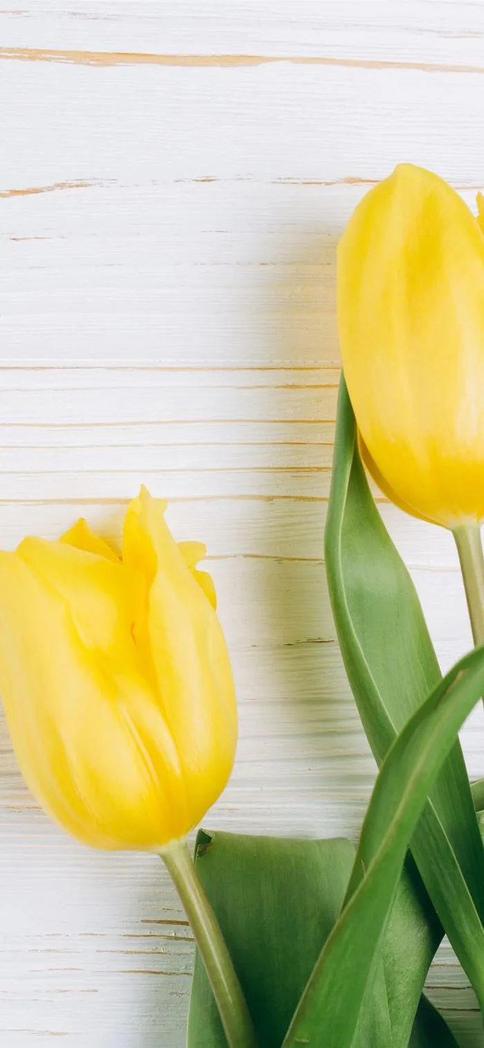 60 Hình nền hoa Tulip đẹp nhất