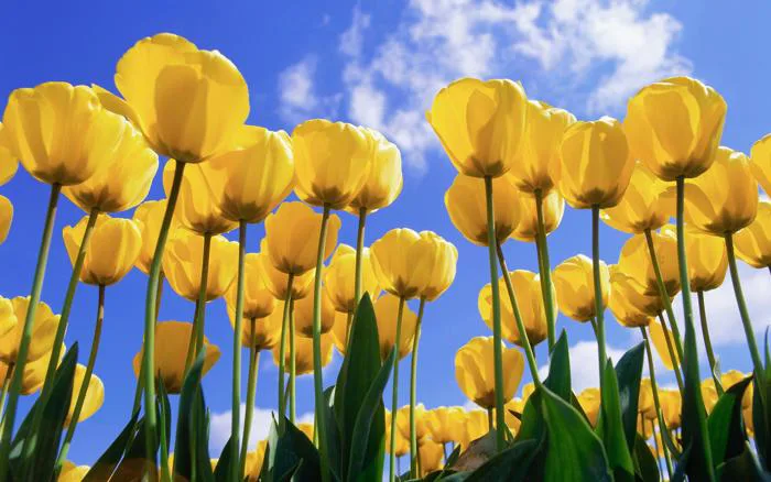 Hoa Tulip, ảnh gốc làm hình nền Windows XP [1920x1200] : r/wallpaper