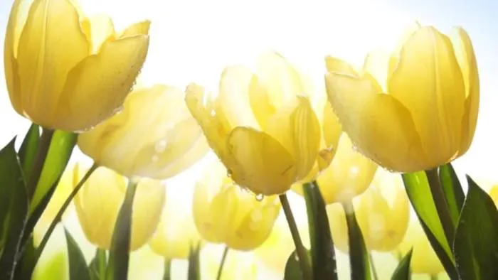 Hình nền hoa tulip: Tổng hợp các mẫu hình đẹp và nên thơ nhất
