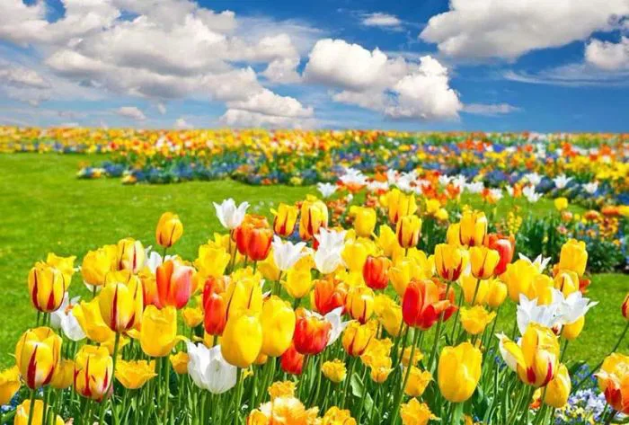 50+ Hình ảnh hoa Tulip - Tuyển tập những hình ảnh hoa Tulip đẹp nhất, rực  rỡ và đầy cảm hứng