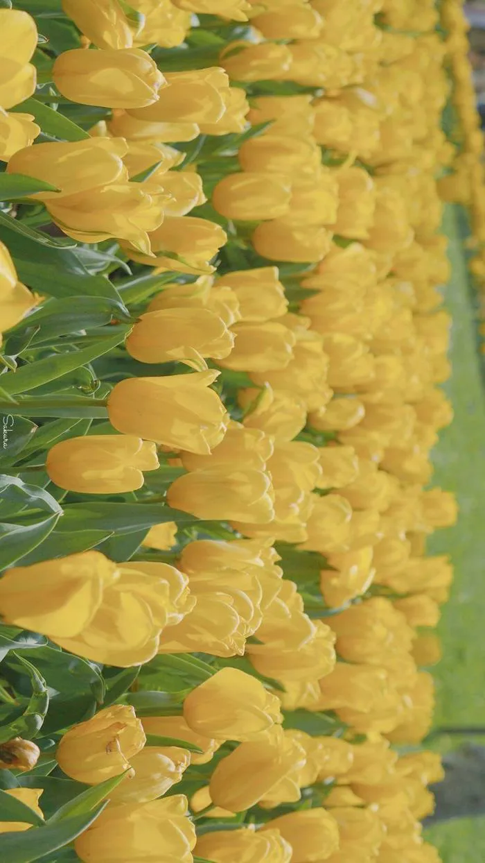 Nghị - Chỉ có tại Việt Nam | Mì, Hình nền, Hoa tulip vàng
