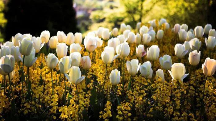 Hình nền hoa tulip: Tổng hợp các mẫu hình đẹp và nên thơ nhất