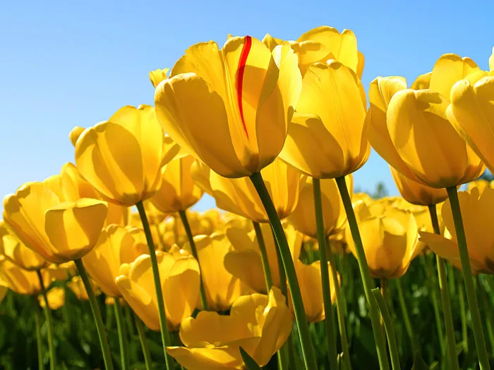 Hình Nền Cánh Đồng Hoa Tulip Vàng Windows 7 | 3840x2880 | Wallpaper Alchemy