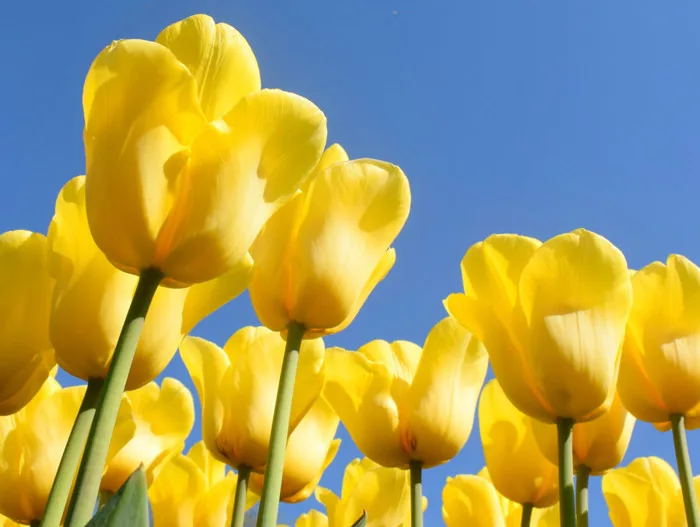 2002 Hình ảnh hoa tulip đẹp ý nghĩa nhất 2025