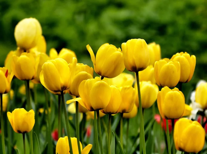 hình ảnh : thực vật, cánh đồng, Cánh hoa, Tulip, màu vàng, vườn, Hệ thực  vật, Chụp macro, thực vật có hoa, Hoa mùa hè, Văn hoá, Thân cây, Nhà máy đất