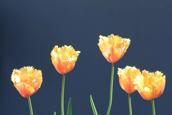 hình ảnh : thiên nhiên, thực vật, Cánh hoa, Tulip, tự nhiên, màu vàng, Hệ  thực vật, Hoa tulip, Chụp macro, thực vật có hoa, Lily family, Hoa tulip  vàng cam, Hoa