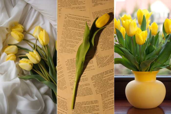 Hình nền hoa tulip nhiều màu, cực đẹp cho điện thoại và máy tính