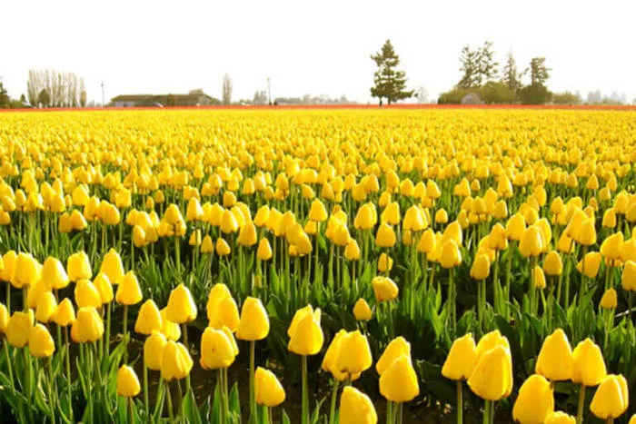 Hoa Tulip Vàng | Biểu tượng của may mắn và thành công rực rỡ - FLoLi