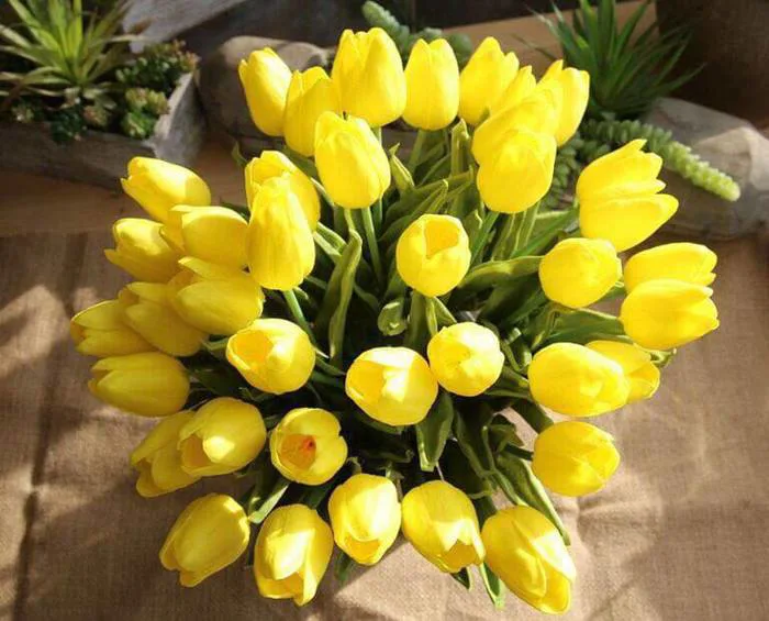 Hoa Tulip Vàng | Biểu tượng của may mắn và thành công rực rỡ - FLoLi