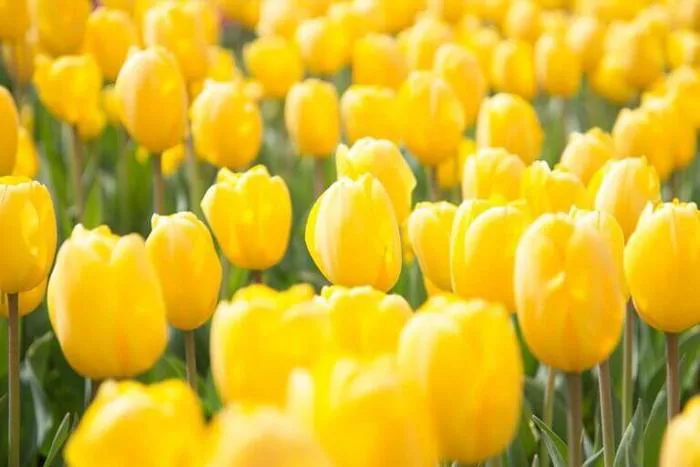 Hoa Tulip Vàng | Biểu tượng của may mắn và thành công rực rỡ - FLoLi