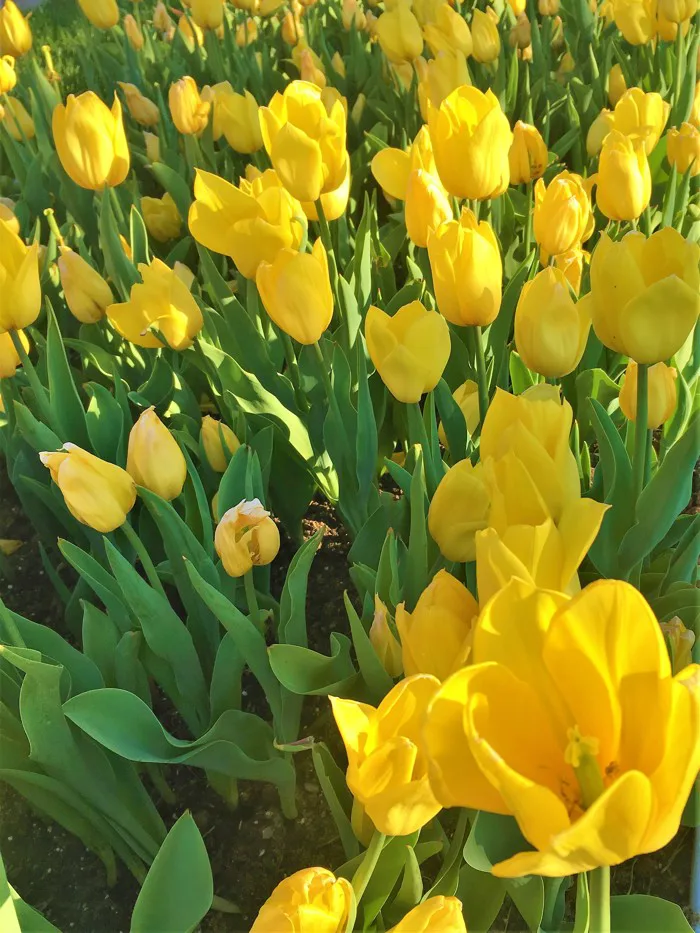 hình ảnh : Hoa tulip, thiên nhiên, Mùa xuân, thực vật, đẹp, Đầy màu sắc,  thực vật có hoa, Cánh hoa, màu vàng, Tulip, đồng cỏ, Thực vật học, Thân  cây, Hoa