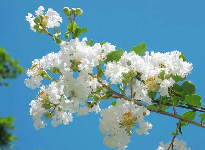 Bán cây hoa Tường Vy hồng - đỏ - trắng tại Hà Nội