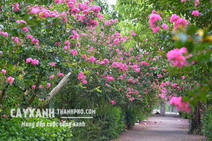 Hoa tường vi – Cây cảnh sân vườn cực đẹp rực rỡ tô điểm không gian – CÔNG  TY CP CÂY XANH ĐÔ THỊ ĐẠI PHÚC