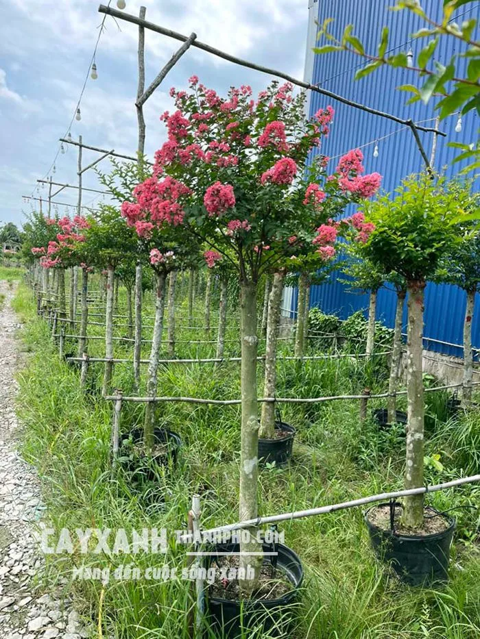 Hoa tường vi – Cây cảnh sân vườn cực đẹp rực rỡ tô điểm không gian – CÔNG  TY CP CÂY XANH ĐÔ THỊ ĐẠI PHÚC
