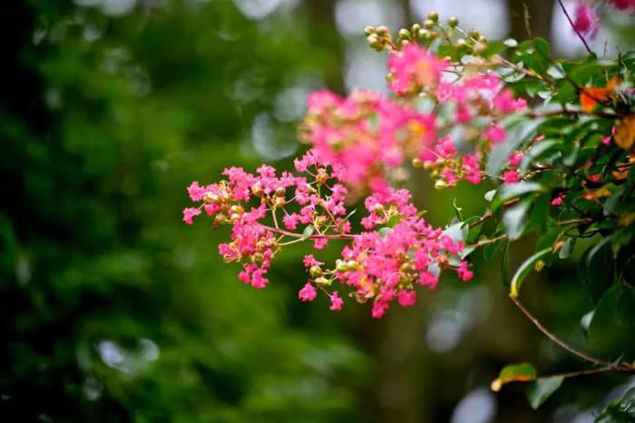 7 Ý nghĩa Hoa Tường Vi và 20 Bức ảnh đẹp nhất về loài hoa này