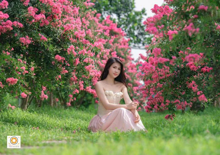 Chụp ảnh hoa tường vi