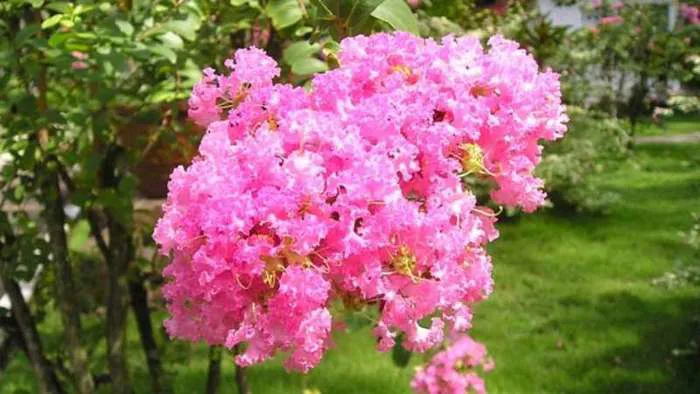 Ý nghĩa, cách trồng và chăm sóc hoa tường vi nở đẹp