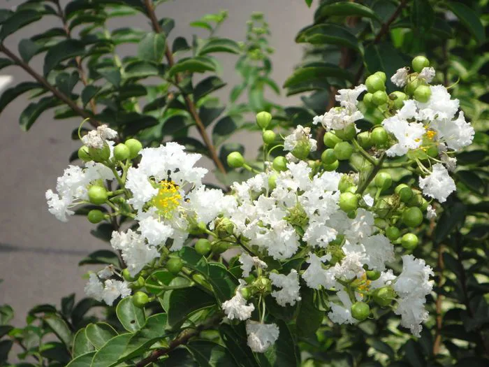 Những hình ảnh đẹp nhất về hoa Tường Vi trắng