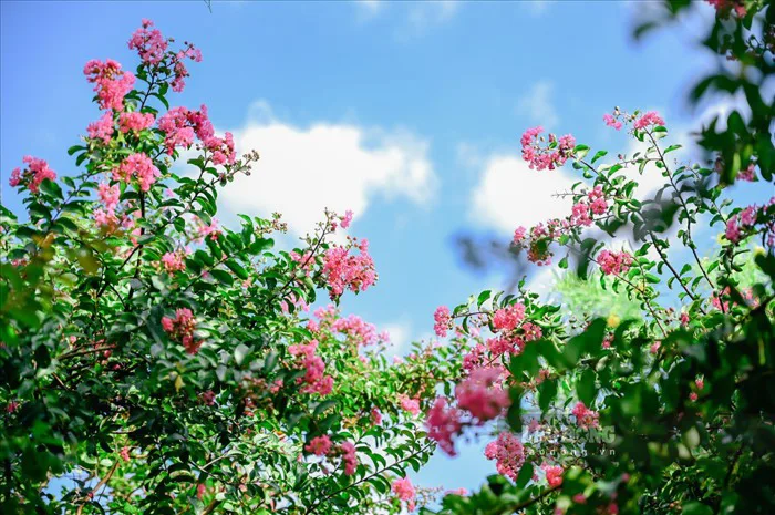 Rực rỡ con đường hoa tường vi tại Hà Nội