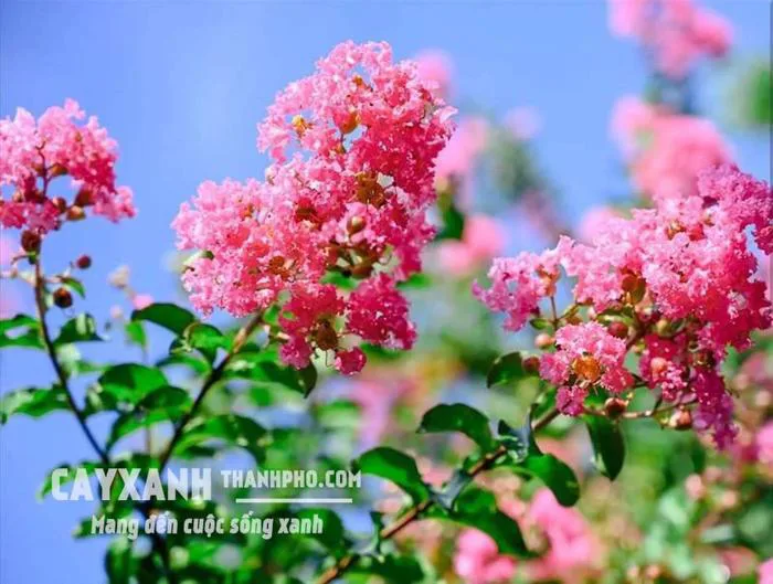 Hoa tường vi – Cây cảnh sân vườn cực đẹp rực rỡ tô điểm không gian – CÔNG  TY CP CÂY XANH ĐÔ THỊ ĐẠI PHÚC