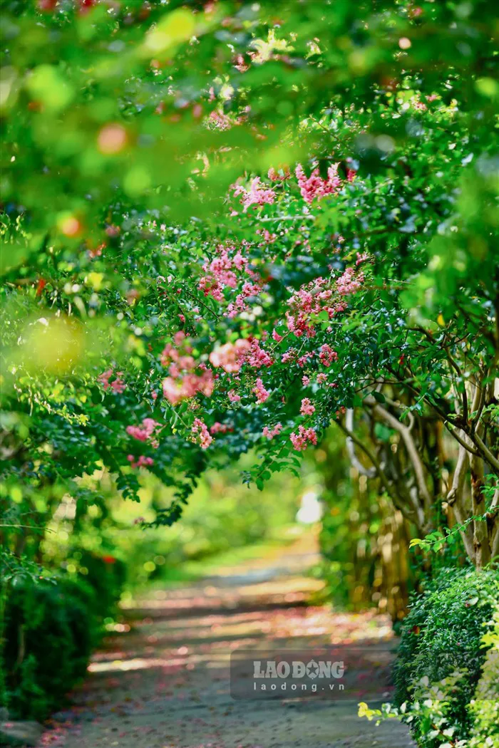 Rực rỡ con đường hoa tường vi tại Hà Nội