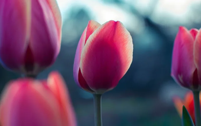 Tổng hợp nền Wallpaper - hình nền hoa đẹp mê mẩn