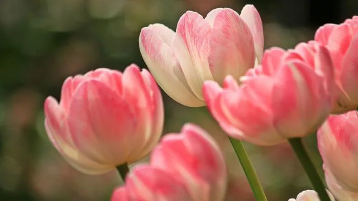 125+ hình nền hoa Tulip Full HD, 4k sắc nét đẹp nhất 2026