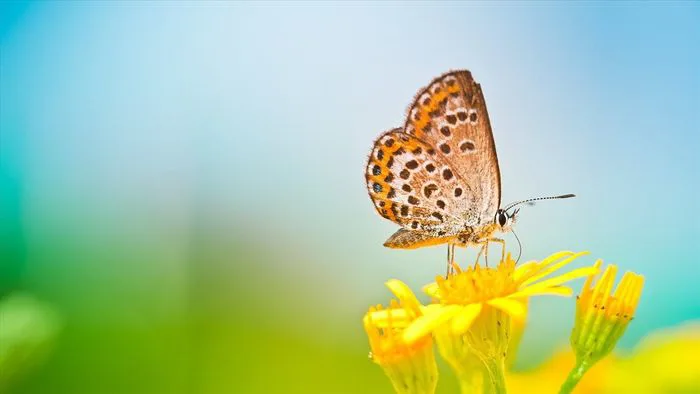 Tuyển tập những hình ảnh hoa cánh bướm đẹp nhất, mang đến vẻ đẹp tinh khôi  và quyến rũ