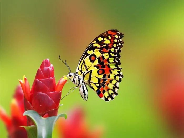 Butterfly Flowers Wallpaper 4k - Home Decor Idea | Hình nền hoa, Bươm bướm, Bướm  và hoa