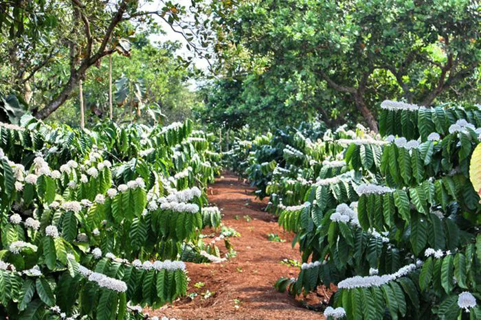 Hình ảnh đẹp của hoa cà phê