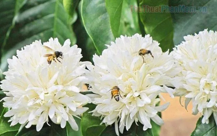 Hình ảnh đẹp của hoa cà phê